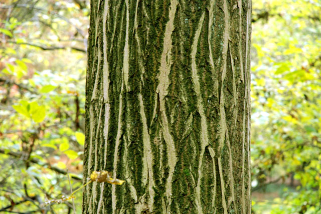 Juglans cinerea